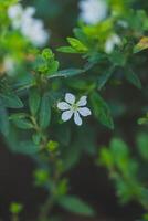 fioritura bianca fiori adornano il giardino, foresta, e pianta foto