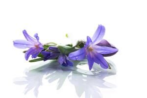 presto primavera viola fiori crochi su bianca sfondo foto