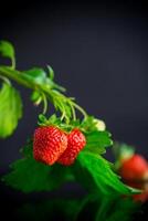 maturo succoso rosso fragola su nero sfondo foto