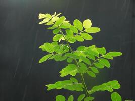 ritratto di le foglie nel il pioggia foto