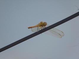 libellula potrait nel filo città foto