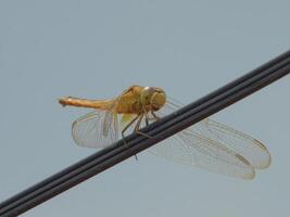 potrait libellula nel filo città foto