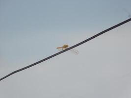 libellula potrait nel filo città foto