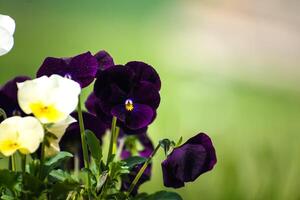 viole del pensiero a primavera su sfocato sfondo, carino poco fiore, viola foto