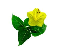 giallo fiore di mirabilis jalapa pianta foto