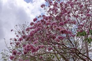 tromba rosa foto