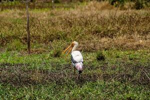 dipinto cicogna uccello nel il Wedland. foto