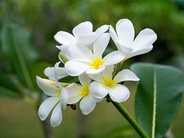 primo piano di fiori di frangipani foto