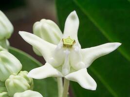 corona fiore o calotropis gigantea. foto