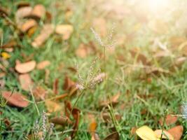 asciutto le foglie autunno su il terra. foto