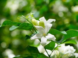 fiore di gelsomino arancione foto