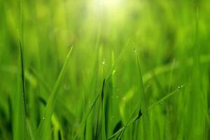 verde foglia di riso pianta nel riso campo foto