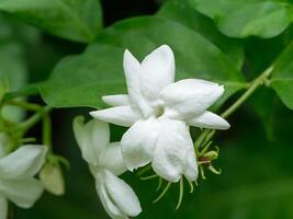 vicino su di gelsomino fiore. foto