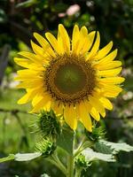 vicino su girasole. foto