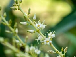 vicino su di dracaena loureri fiore foto