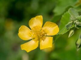 nazione malva fiore foto