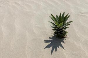 ananas albero su il spiaggia foto