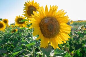 girasole piantagione con il fiore nel il primo piano e dando esso il di sole raggi foto