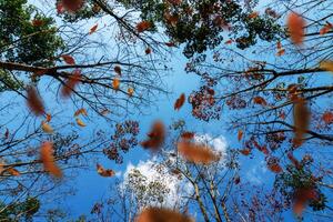 autunno nel il foresta foto