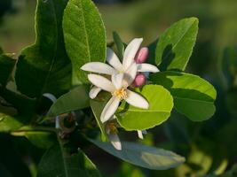 vicino su Limone fiore foto