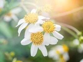 vicino su di bidens pilosa fiore. foto