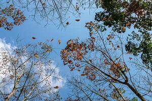 autunno nel il foresta foto