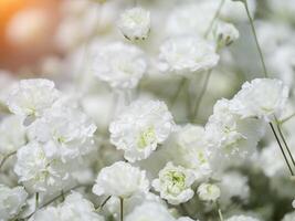 vicino su di bianca gypsophila fiore foto