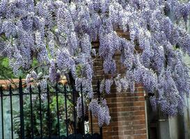 un' albero con viola fiori nel davanti di un' recinto foto