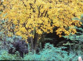 un' uomo seduta nel un' parco con un' panchina Il prossimo per un' albero foto