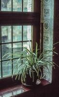 un' pianta seduta su un' finestra davanzale foto