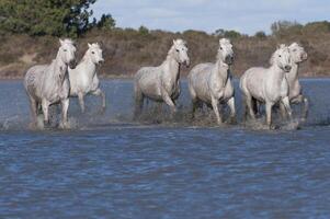 camargue cavalli in esecuzione nel il acqua, bouches du Rodano, Francia foto