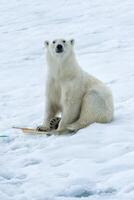 polare orso, ursus marittimo, ispezionando il polo di un spedizione nave, svalbard arcipelago, Norvegia foto