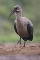 hadada o hadeda ibis, bostrichia hagedash, kwazulu natale Provincia, Sud Africa foto