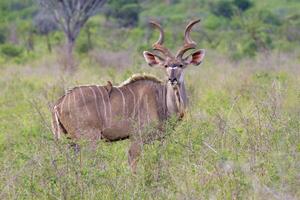 maschio maggiore cudù, tragelafus strepsiceros, nel il savana, kwazulu natale Provincia, Sud Africa foto