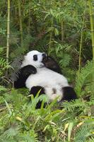 Due anni anziano giovane gigante panda, ailuropoda melanoleuca, Chengdu, sichuan, Cina foto