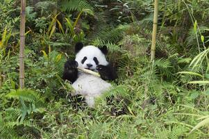 Due anni anziano giovane gigante panda, ailuropoda melanoleuca, Chengdu, sichuan, Cina foto