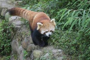 rosso panda, ailurus Fulgens, Sichuan Provincia, Cina foto