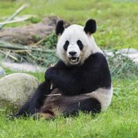 gigante panda, ailuropoda melanoleuca, Chengdu, sichuan, Cina foto