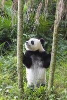 Due anni anziano giovane gigante panda, ailuropoda melanoleuca, Chengdu, sichuan, Cina foto