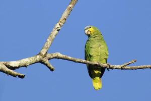 arancia alato pappagallo, amazona amazonica amazzonica, amazon bacino, brasile foto