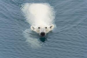 polare orso, ursus marittimo, nuoto, svalbard arcipelago, Norvegia foto