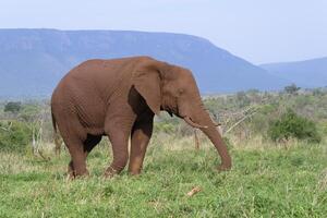 africano cespuglio elefante, loxodonta africana, coperto con rosso suolo a piedi nel il savana, kwazulu natale Provincia, Sud Africa foto