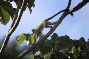 Collin's scoiattolo scimmia, saimiri collinsii, mangiare un' frutta, amazon bacino, brasile foto