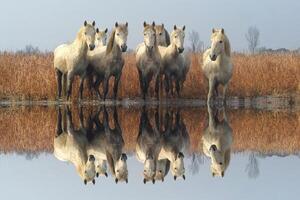 camargue cavalli nel il palude, Camargue, bouches du Rodano, Francia foto