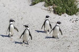 africano pinguini, sfenisco demerso, a piedi su sabbia a masso S spiaggia, capo cittadina, Sud Africa foto