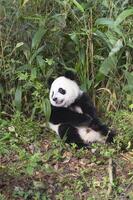 Due anni anziano giovane gigante panda, ailuropoda melanoleuca, Chengdu, sichuan, Cina foto