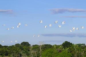 gregge di occidentale bestiame garzette, bubulco ibis, amazon bacino, brasile foto