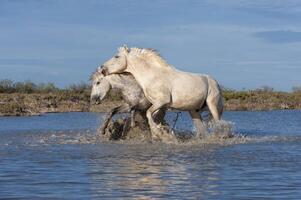 camargue cavalli stalloni combattente nel il acqua, bouches du Rodano, Francia foto