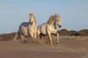 camargue cavalli in esecuzione su il spiaggia, bouches du Rodano, Francia foto