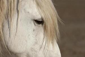 camargue cavallo ritratto, bouches du Rodano, Francia foto